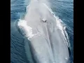 Download Lagu समुद्र की सबसे बड़ी ब्लू व्हेल मछली | blue whale fish | largest blue whale fish #LoveYourself#shorts