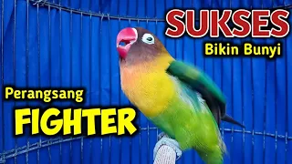 Download Suara Lovebird GACOR Ngekek Panjang, BAGUS Untuk Merangsang Lovebird Jadi FIGHTER Bermental JUARA MP3