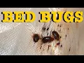 Bed Bugs A Step By Step Guide to elimination - The Only Real Solution TLDR it isn t Steam or DE