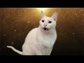 Download Lagu Despacito - Cats version - Versión Gatos