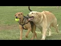 Vets say dog flu a growing concern in Ohio