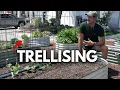 Use THIS For The BEST Garden Trellis Ever - How to Use Cattle Panel