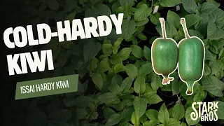 IssaI Hardy Kiwi Cold Hardy Kiwi 