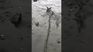 Anchor Untangling & Setting in Sand