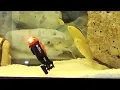 INCREDIBLY micro scale RC SUBMARINE gets unboxed tested