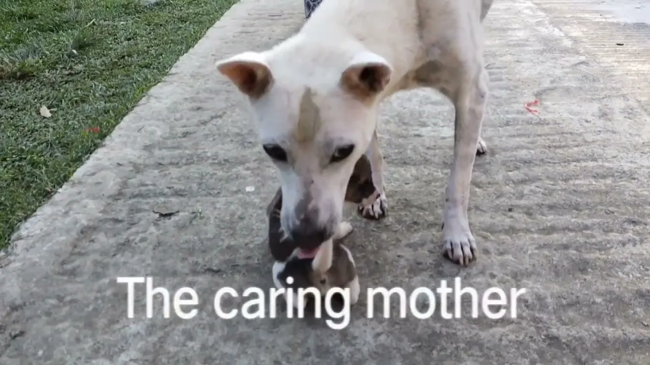 The stray dog Bogi and her puppies II