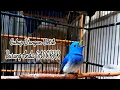 Download Lagu Burung Kehicap Ranting Gacor Full Variasi