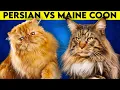Maine Coon Cat vs Persian Cat - Which one to get