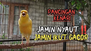 Download PANCINGAN KENARI PAUD AGAR CEPAT PECAH SUARA #kenari #canary #kenqrigacor MP3