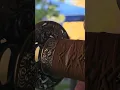 snake belly. #blades #japanesesword #youtubeshorts #sunday #backyardcutting #japanesesword #siwode
