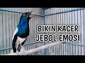 Lagu BIKIN KACER JEBOL EMOSI AUTO NYAUT GACOR ON !! PANCINGAN KACER GACOR PASTI NYAUT AMPUH.
