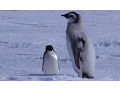 Download Lagu Adelie Penguin Slaps Giant Emperor Chick!
