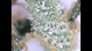trichomes a microscope view