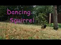 Dancing Squirrel