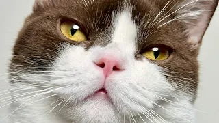 misu