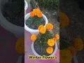 Download Lagu Winter flower's #flowers #winter #blossom #music #song #lyrics #shorts