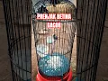 Download Lagu PRENJAK BETINA GACOR #prenjak #prenjakbetinagacor #prenjakbetinangetir #prenjakbetina