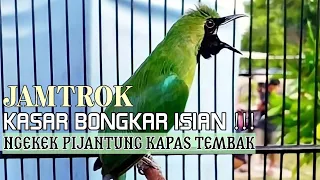 full nembak panjang panjang cucak ijo ngotot bongkar isian kasar