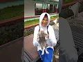 Lagu Aliyya selalu pengen bawa pulang kucing #shorts #kucing #aliyyashalihah #slbncileunyi