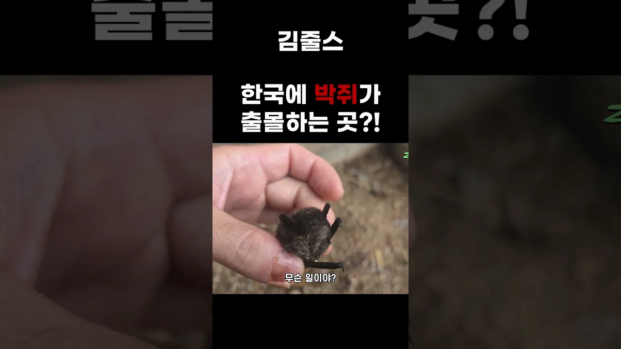 박쥐가 출몰하는 곳