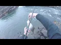 Hagerman trout fishing