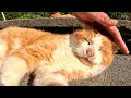 よく喋る野良猫が何度もゴロンして「ナデて」と言って可愛い