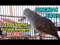 Perkutut Lokal Gacor RONDO SEMOYO biang Gacor Paling Ampuh Untuk Pancingan #perkututlokalgacor 