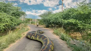 Download Biggest Anaconda Ever Found | In Real Life | All Parts MP3