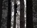 Download Lagu Dog vs bear fight #boxing #youtubeshorts #fight