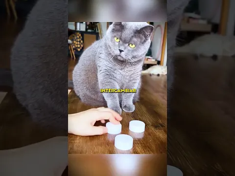 ¡Este gato es muy inteligente! 🐈