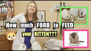 How much food to feed your Kitten Veterinary Approved