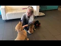Dogtopia - Preparing A Puppy for the Playroom