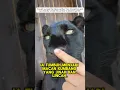 Download Lagu Macan kumbang ini di lilit ular tapi selamat kan seorang wanita