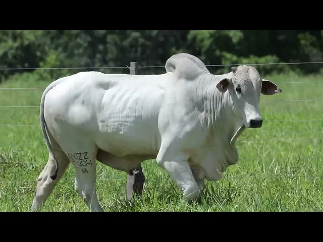 Touro Nelore ROZZ - 2404