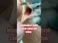 Download Lagu Membedakan ciblek sawah jantan dan betina #shorts