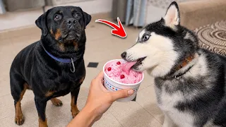 Roxy gets jealous | Dog Can Talk | Rottweiler vs Husky | Review reloaded 