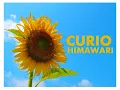 CURIO - Himawari ( ひまわり ) - ( SunFlower )
