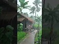 Download Lagu Heavy Rain in the Village |Catching Ducks in the Rain | Village Life Moments #rainsounds #sleepmusic