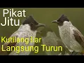 Download Lagu kutilang liar pasti turun dengerin...!! kutilang ribut