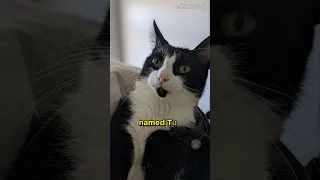 Lyft Passenger Reunited with Lost Cat