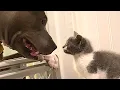 Download Lagu Pitbull adopts a cat