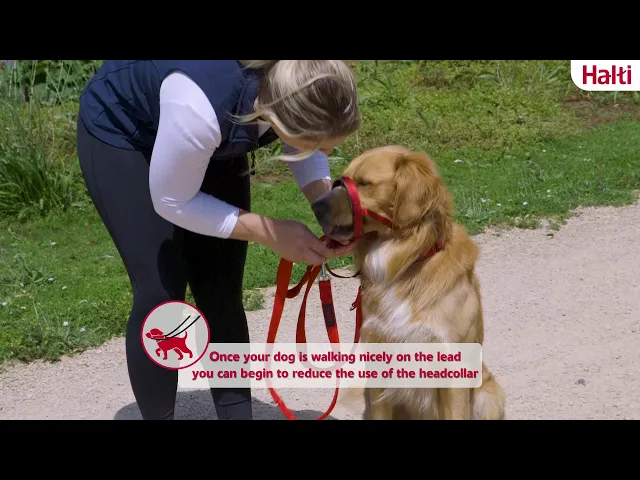 Halti Headcollar