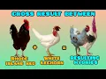 Result of the cross between a Rhode Island Red rooster and a high-producing White Leghorn hen