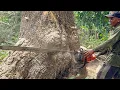 Download Lagu Jumping from one tree to another... Cutting down 2 towering trees‼️