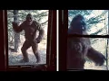 Download Lagu This Man Captures The Clearest Bigfoot Image In Existence