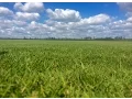 Making It Grow - Super-Sod