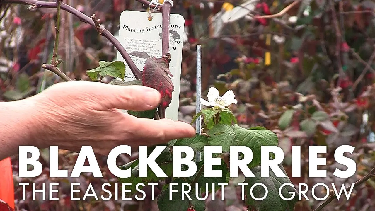 GROWING BLACKBERRIES IN CONTAINERS FOR YOUR GARDEN