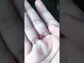 I Found a ladybug with no dots