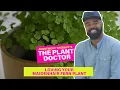 Loving Your Maidenhair Fern Plant Doctor Apartment Therapy