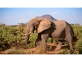 Protecting Africa's elephants: Discover Samburu with Save the Elephants & Google Maps